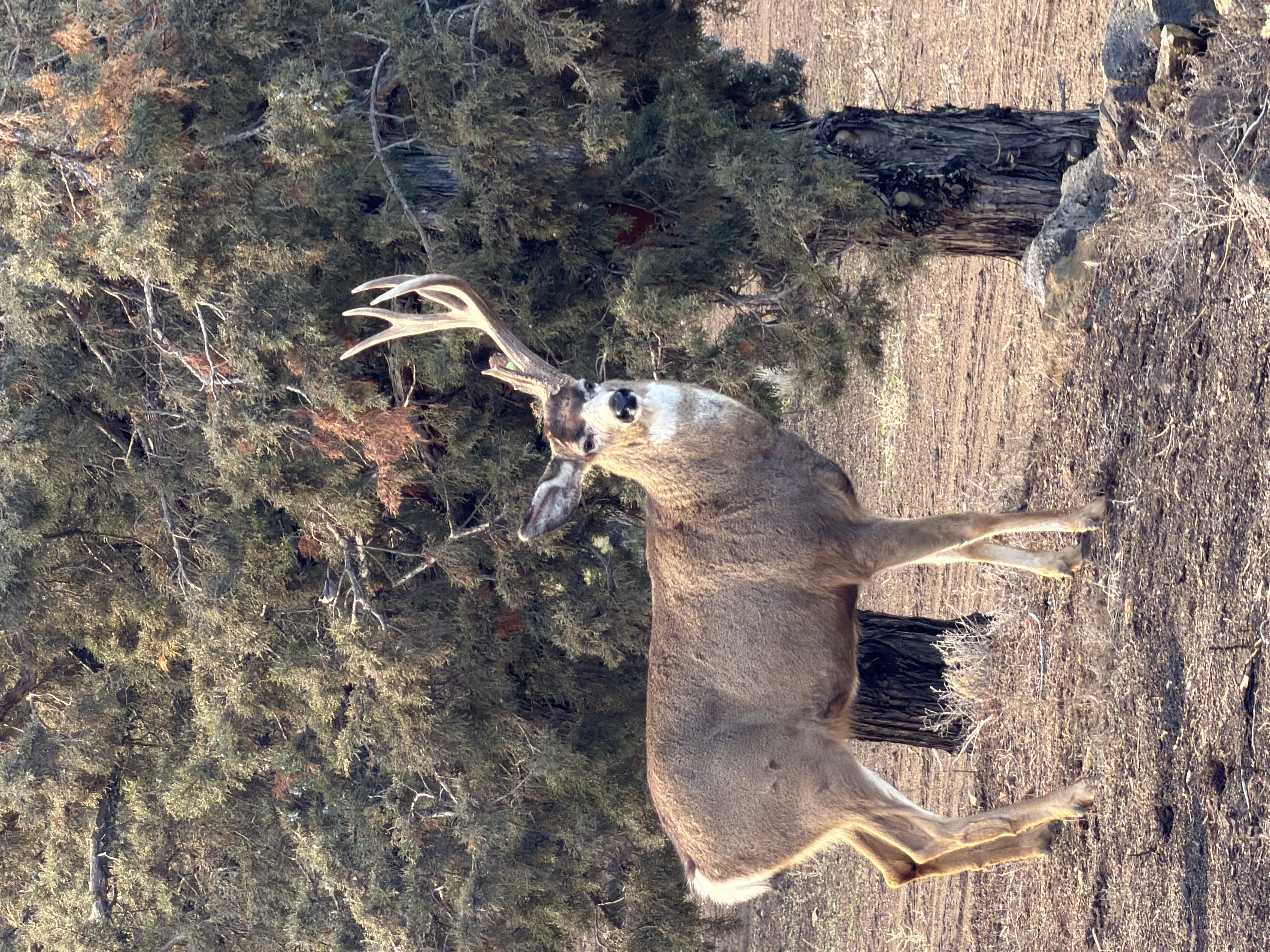 Canyon Country Wildlife