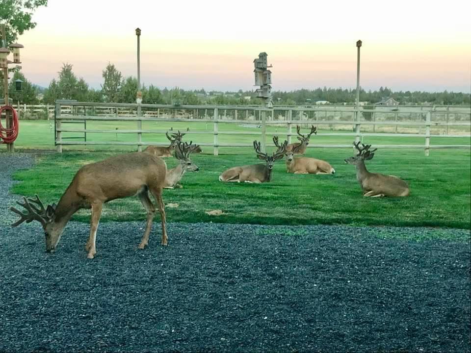 Wildlife Around Crooked River Ranch