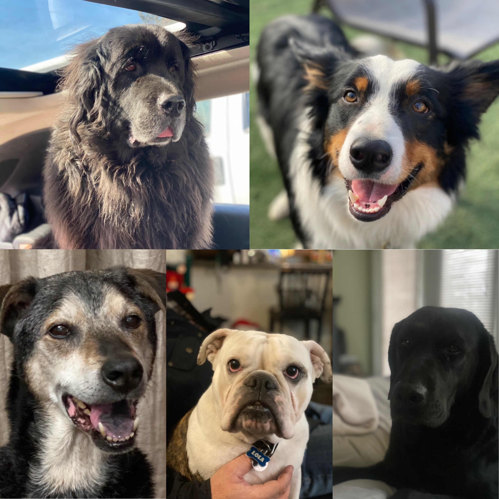 Pet-Friendly RV Stays